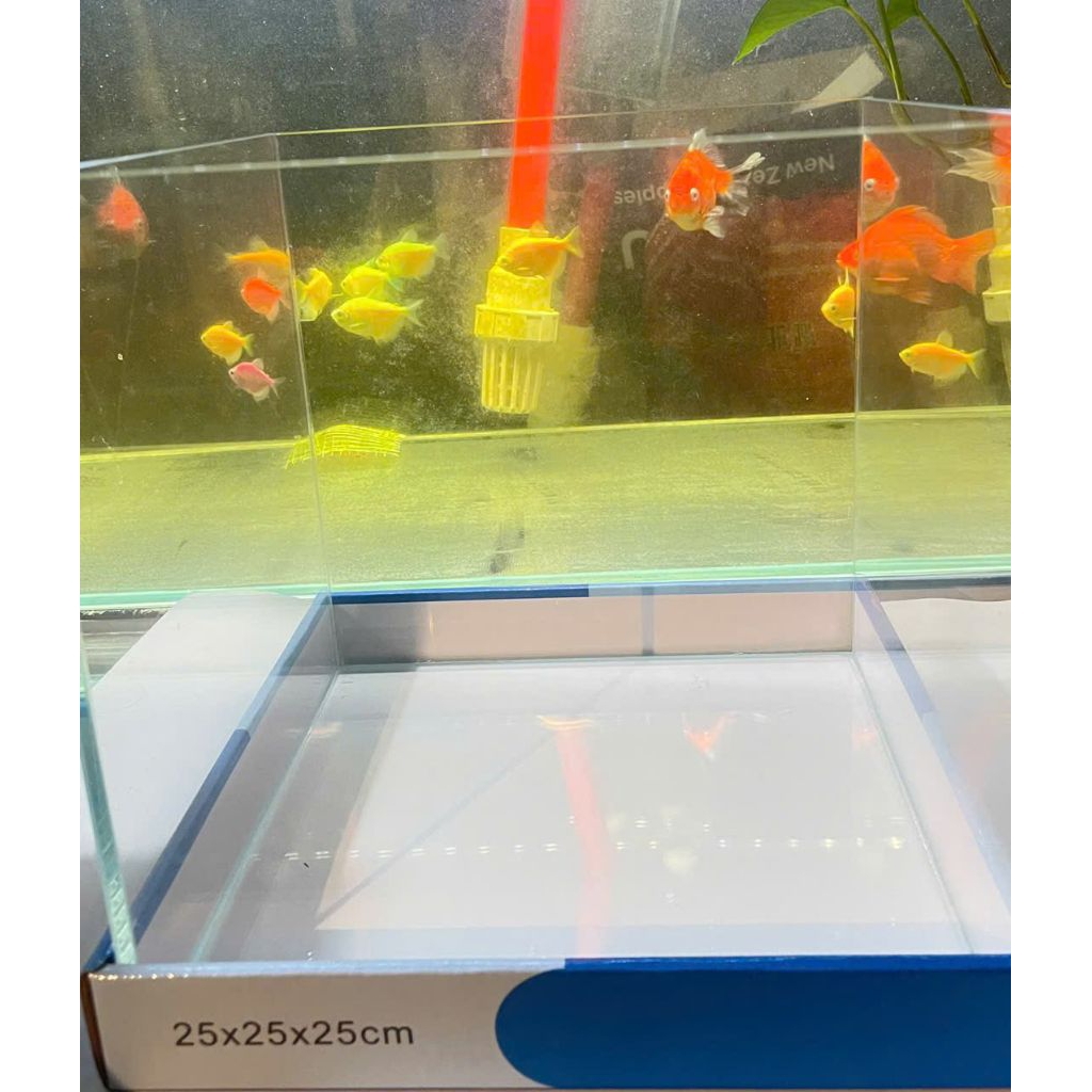 Bể cá, hồ cá siêu trong cubic 20, 25, 30cm