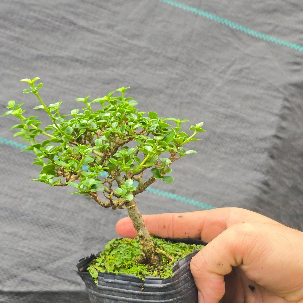 sam hương bonsai mini
