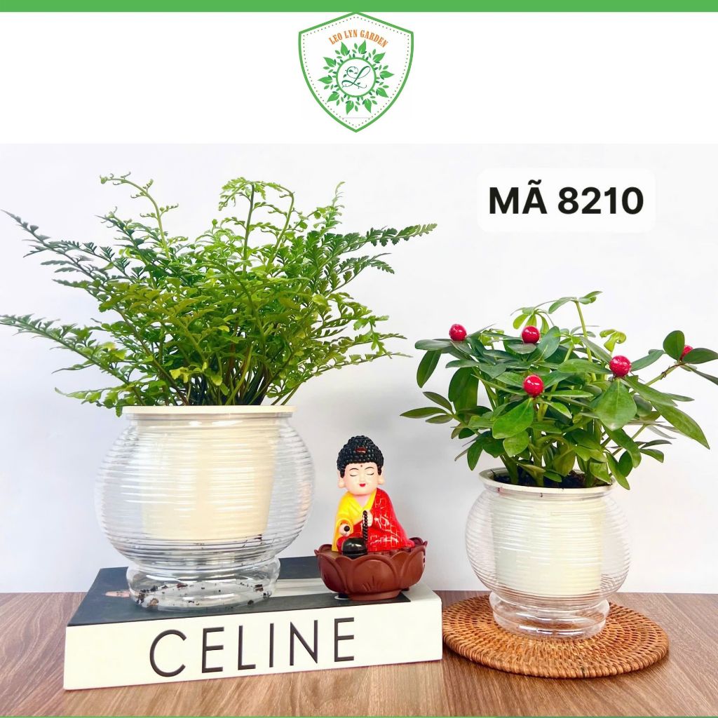 Chậu thủy canh nhựa trồng cây mini để bàn, bình trồng cây nước tự dưỡng nhiều mẫu đẹp