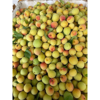 Mơ CHÙA HƯƠNG, hàng siêu hiếm