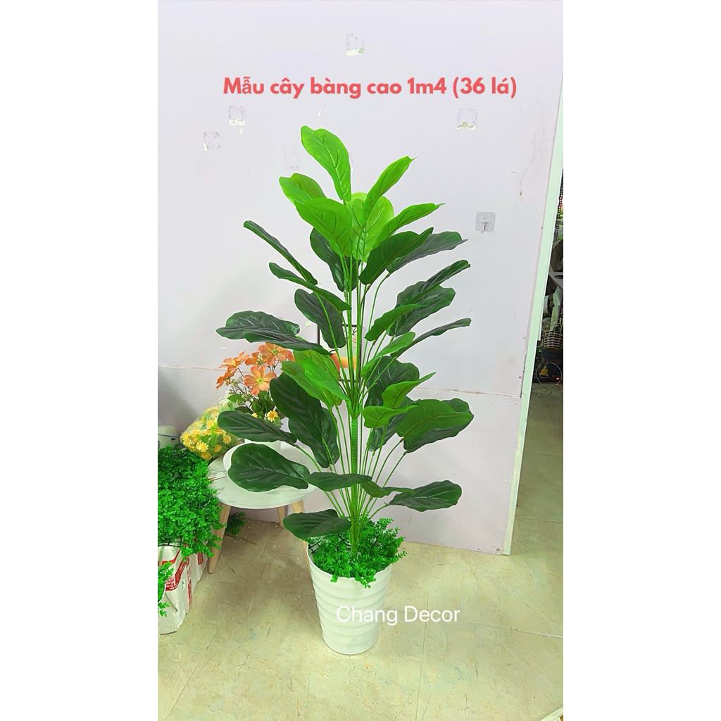 Cây bàng giả cao 1m4 (36 lá) phù hợp trang trí nhà cửa, văn phòng, decor góc livetream