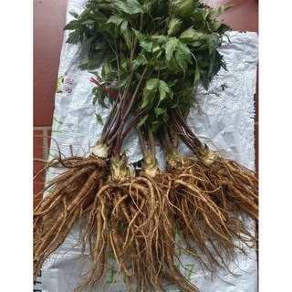 1kg Sâm Đương Quy Sìn Hồ Lai Châu Hàng loại 1