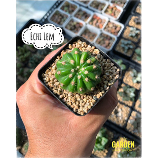 Combo 10 Cây Xương Rồng Ngẫu Nhiên Hàng Thuần Việt [MIXGARDEN]