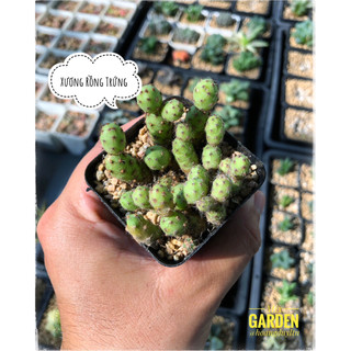 Combo 10 Cây Xương Rồng Ngẫu Nhiên Hàng Thuần Việt [MIXGARDEN]