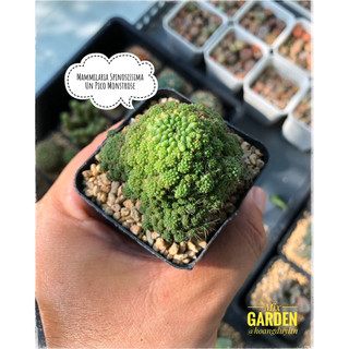 Combo 10 Cây Xương Rồng Ngẫu Nhiên Hàng Thuần Việt [MIXGARDEN]