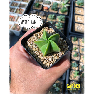 Combo 10 Cây Xương Rồng Ngẫu Nhiên Hàng Thuần Việt [MIXGARDEN]