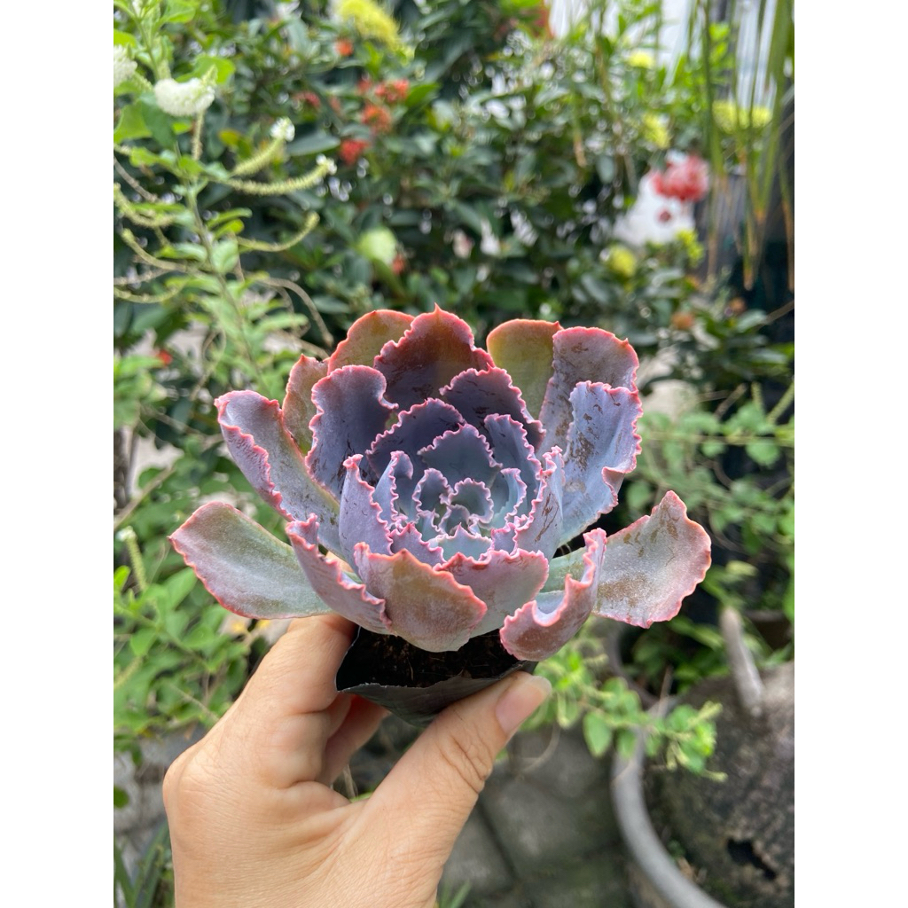Sen bắp cải tím nhỏ