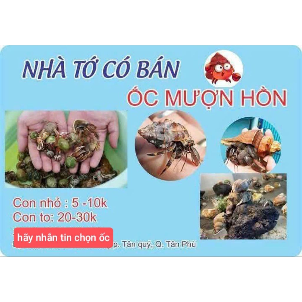 vỏ ốc trang trí đủ size (OMH nhỏ rugo, Bre sinh động đáng yêu)