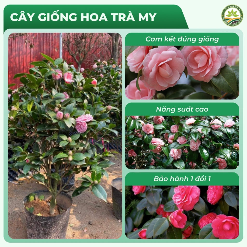 Hoa Trà My Đang Nụ Đẹp Chuẩn Giống Cánh Dày Màu Sắc Tươi Tắn Dễ Chăm Sóc Phù Hợp Trang Trí Sân Vườn
