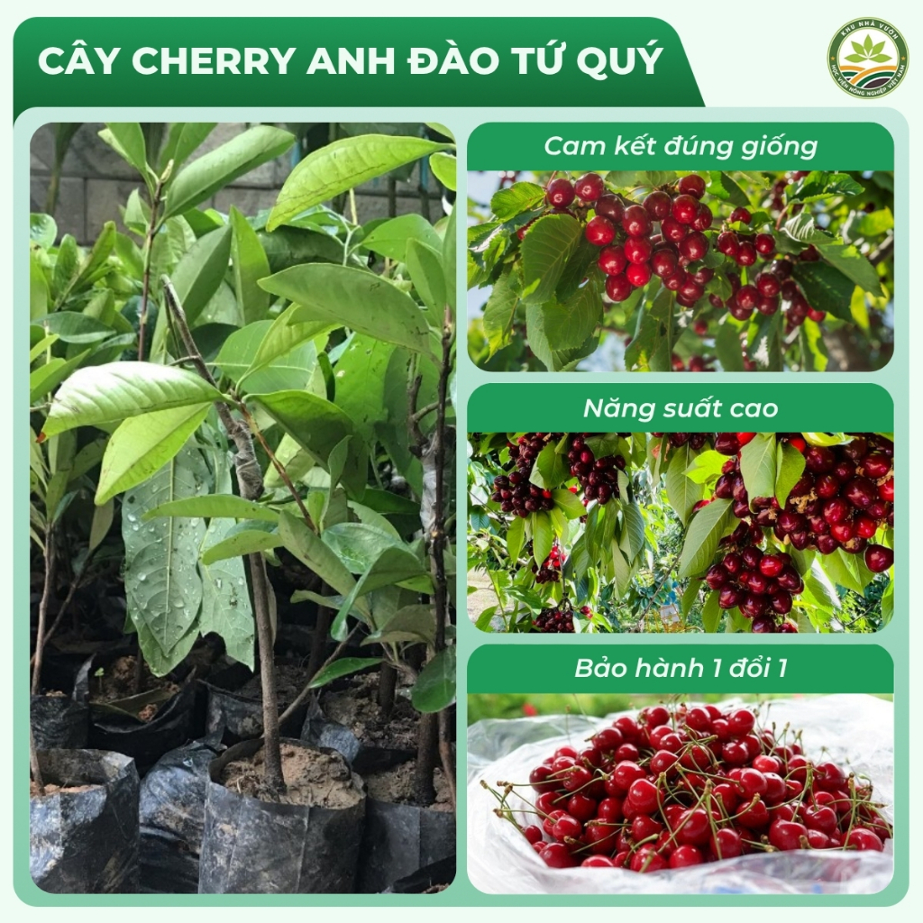 Cây Chery Anh Đào Tứ Quý Chuẩn F1 Sai Quả Đẹp Dễ Trồng Sinh Trưởng Khỏe Cho Trái Ngọt Đỏ Quanh Năm