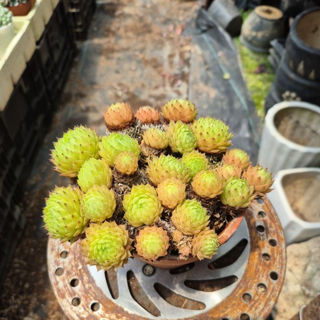 sen đá Phật bà xanh cổ thụ Đà lạt