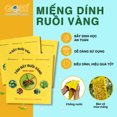 Bẫy ruồi vàng 2 mặt siêu dính miếng dán diệt côn trùng bảo vệ mùa màng cây ăn quả