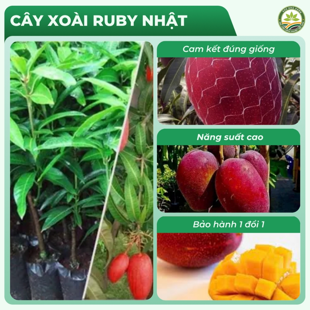 Xoài Ruby Nhật Cây Choai Sớm ChoTrái Ngọt Hương Thơm Đặc Trưng Năng Suất Cao Dễ Trồng Và Chăm Sóc