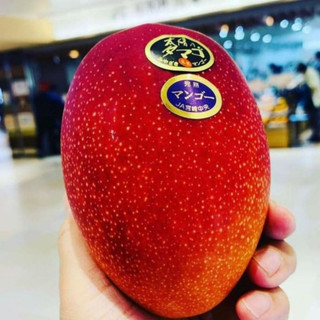 Xoài Ruby Nhật Cây Choai Sớm ChoTrái Ngọt Hương Thơm Đặc Trưng Năng Suất Cao Dễ Trồng Và Chăm Sóc