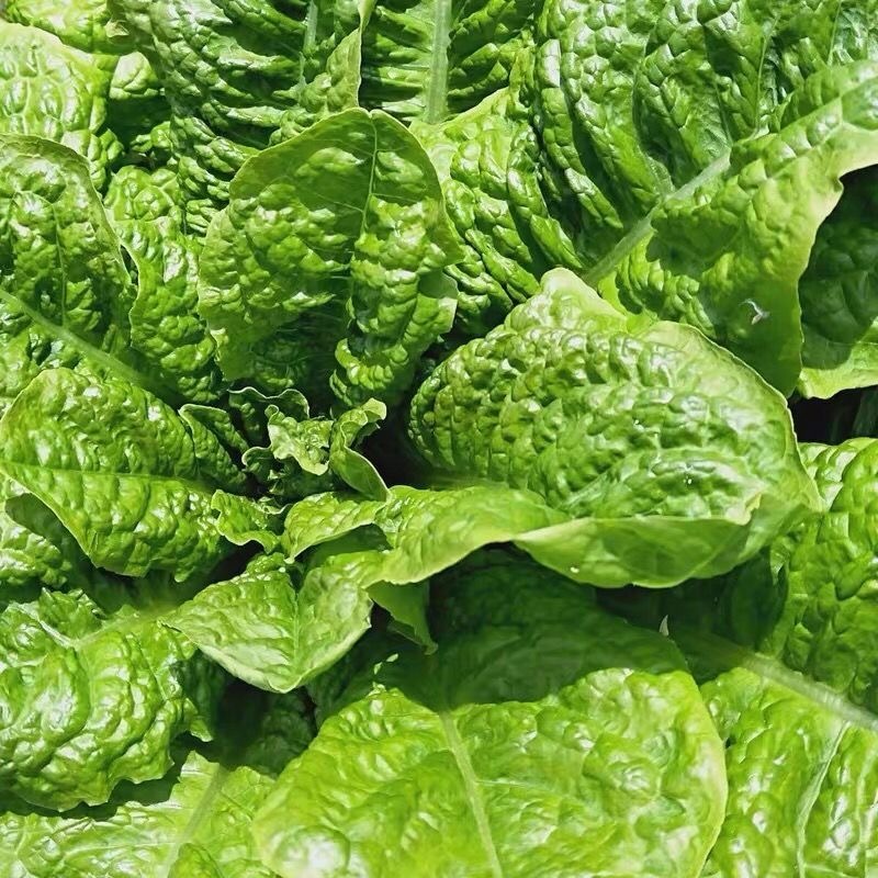 Hạt Giống Rau -Romaine Lettuce Seed-600Hạt
