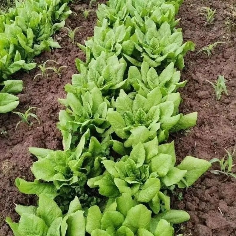 Hạt Giống Xà Lách -Romaine Lettuce Seed-600viên
