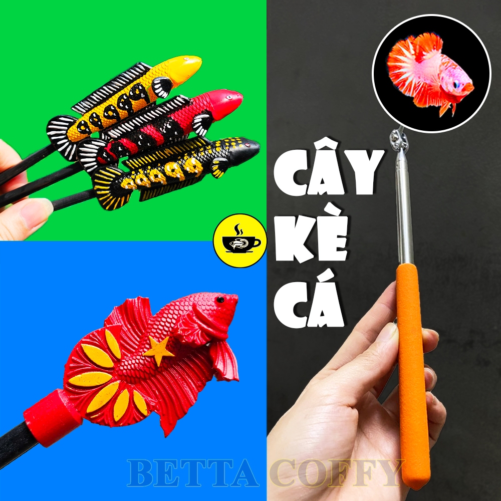 Kính kè cá - Gương kè - Cây Kè cá Betta Lóc La Hán Huấn Luyện Cá Sung Trang Trí Bể Cá