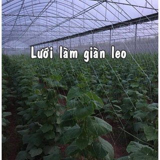 LƯỚI LÀM GIÀN LEO (GIÀN DƯA LEO, GIÀN BÍ NGÔ, GIÀN MƯỚP...)