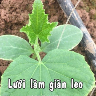 LƯỚI LÀM GIÀN LEO (GIÀN DƯA LEO, GIÀN BÍ NGÔ, GIÀN MƯỚP...)
