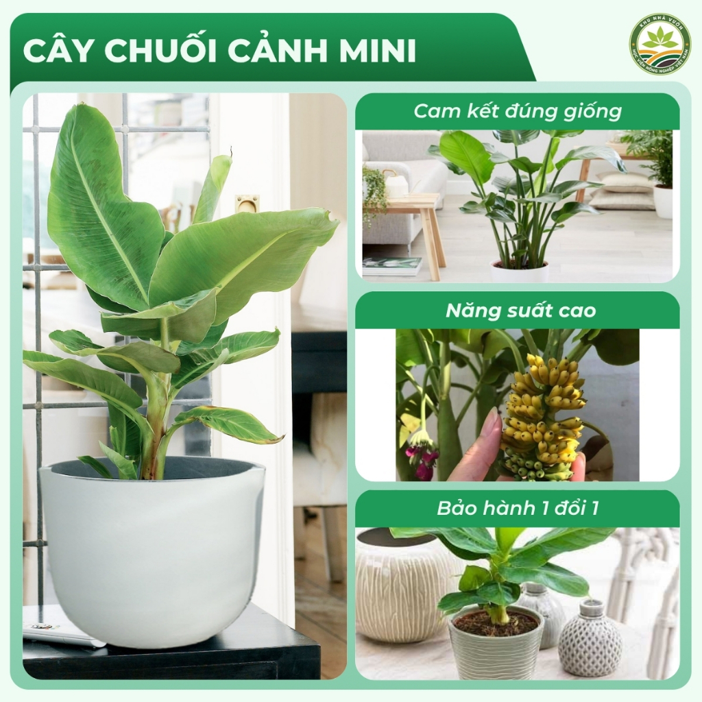 Chuối Cảnh Mini Siêu Quả Dáng Đẹp Dễ Trồng Sinh Trưởng Nhanh Tán Gọn Phù Hợp Cho Trang Trí Tiểu Cảnh