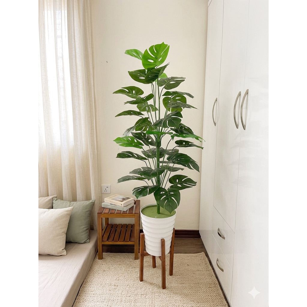 Cây trầu bà monstera/ Cây lá rùa 1M2