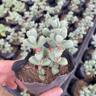 Sen đá tim size bầu 4cm cây cảnh trang trí SENDABL