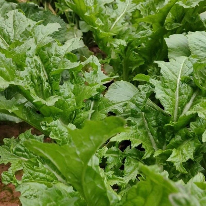 Hạt Giống Cải Bẹ Xanh Mỡ Mustard Greens Seeds-Mustard Seeds-400viên