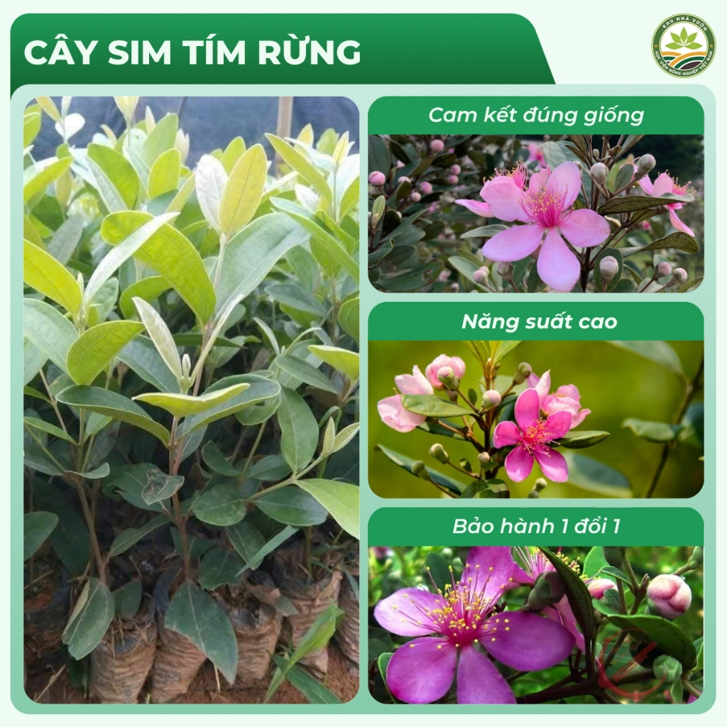 Cây Sim Tím Rừng Siêu Quả, Hương Vị Tự Nhiên, Tốt Cho Sức Khỏe Và Dễ Trồng, Phù Hợp Nhiều Vùng Miền