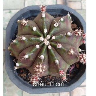 Xương rồng gym vân đẹp