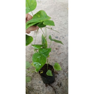 combo 5 bầu sâm lông /5 bầu sâm trơn 80k