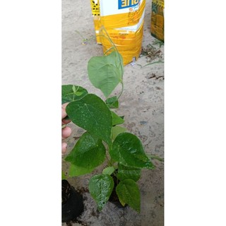 combo 5 bầu sâm lông /5 bầu sâm trơn 80k