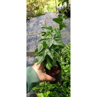 combo 5 bầu sâm lông /5 bầu sâm trơn 80k