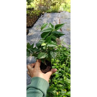 combo 5 bầu sâm lông /5 bầu sâm trơn 80k