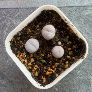 Mông Golf size 1cm Lithops Golf cono mông thạch lan mọng nước