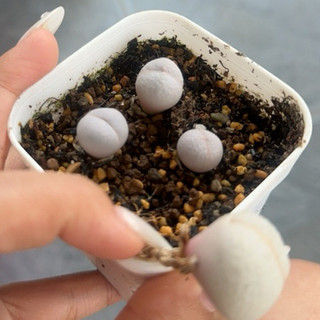 Mông Golf size 1cm Lithops Golf cono mông thạch lan mọng nước
