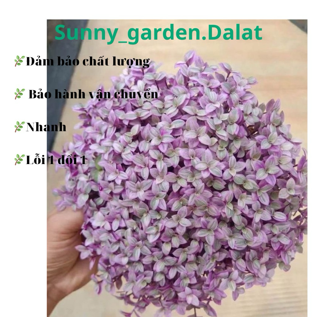 Chậu Thài lài pink lady - Trang trí cực xinh