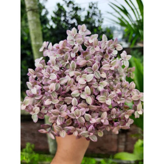 Chậu Thài lài pink lady - Trang trí cực xinh