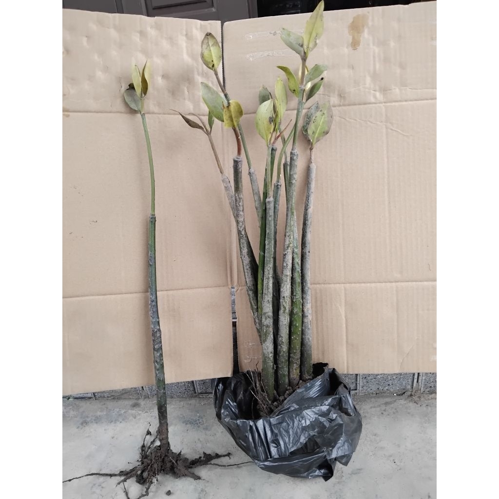 Combo 10 cây  đước  giống  trang trí bể cá,trồng  thủy sinh