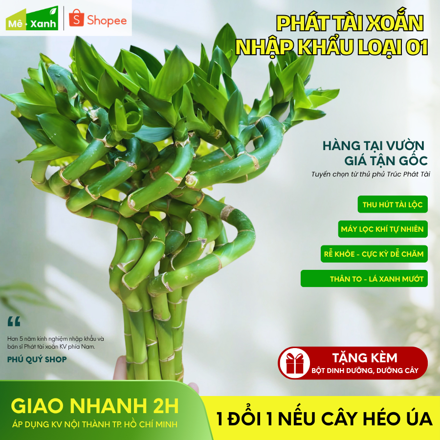 [BH 1 ĐỔI 1] Phát tài xoắn loại 1 (Trúc phú quý/ Trúc phát lộc) - Cây thủy sinh phong thủy, để ban t
