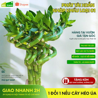 [BH 1 ĐỔI 1] Phát tài xoắn loại 1 (Trúc phú quý/ Trúc phát lộc) - Cây thủy sinh phong thủy, để ban thờ, bàn làm việc