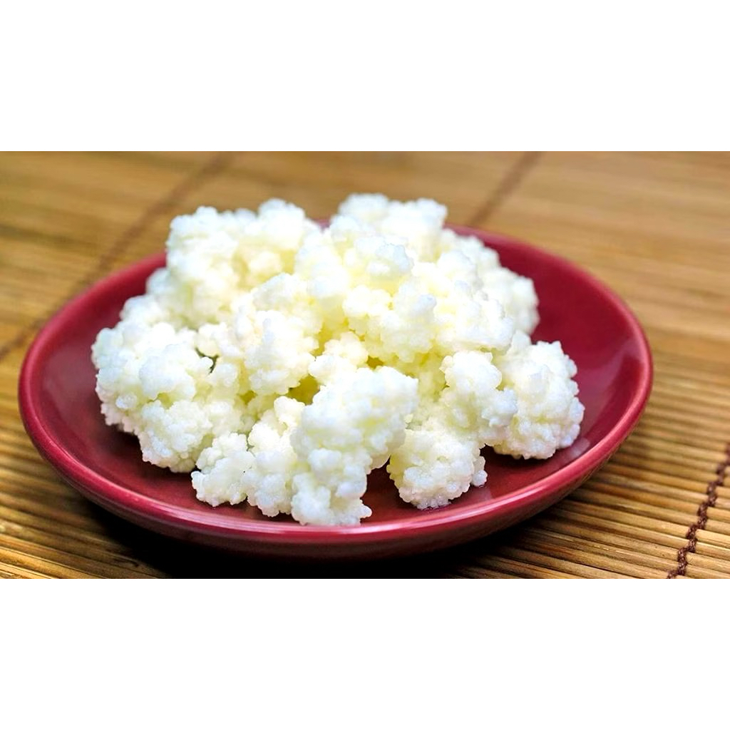 Nấm kefir sữa