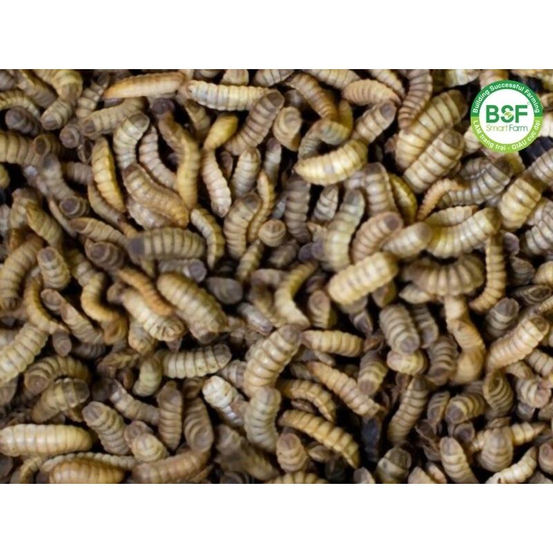 100g Sâu Canxi Sấy Sâu Canxi Khô Cho Gà Đá Sâu Khô Canxi Rang Bơ Cho Chuột Hamster Sâu Canxi Cho Chi