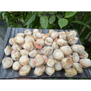 CÒI SÒ ĐIỆP. túi 1KG ( Giao hỏa tốc)