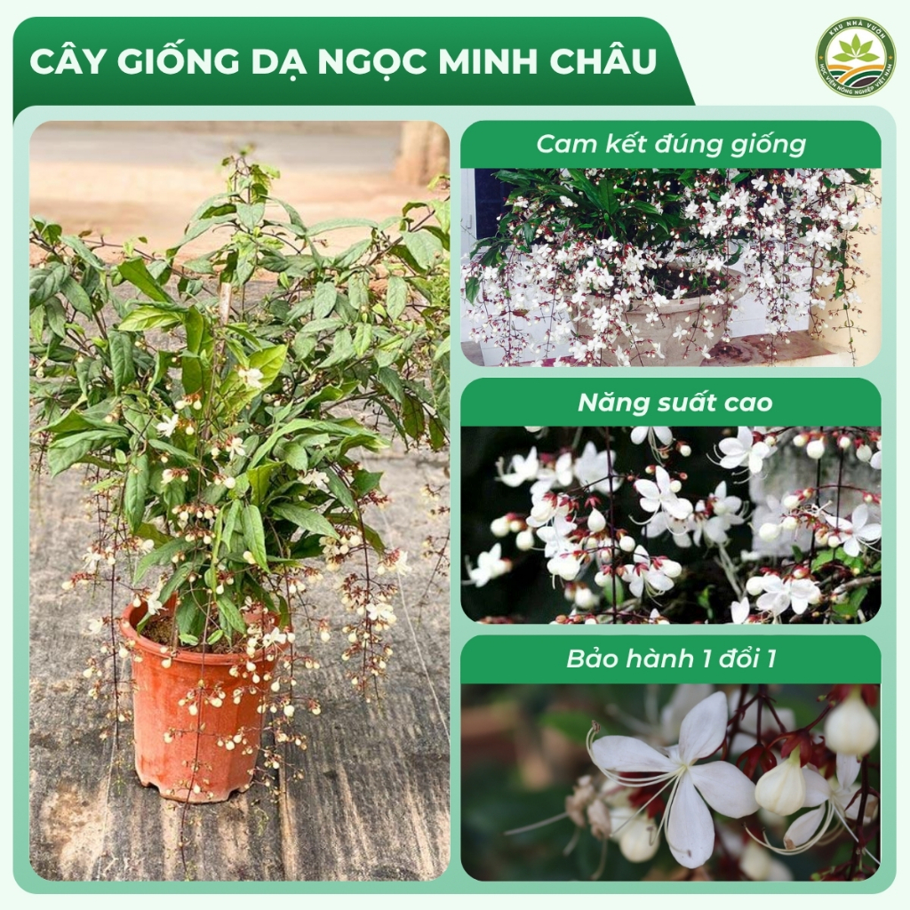 Dạ Ngọc Minh Châu sẵn hoa