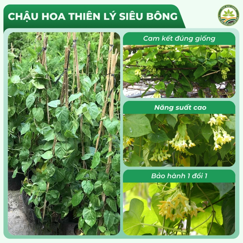CHẬU HOA THIÊN LÝ SIÊU BÔNG