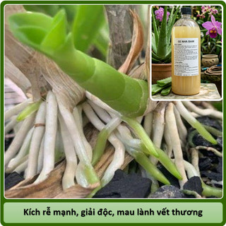 GE Nha Đam, phân hữu cơ cho hoa lan, hoa hồng, cây cảnh, 1 lít