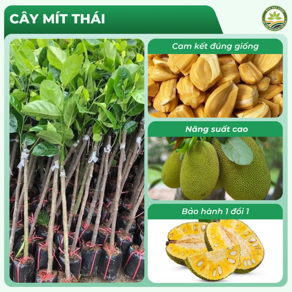 Cây Mít Thái Ra Quả Siêu Sớm Trái To Ngọt Đậm Ít Hạt Dễ Trồng Sinh Trưởng Nhanh Cho Năng Suất Cao