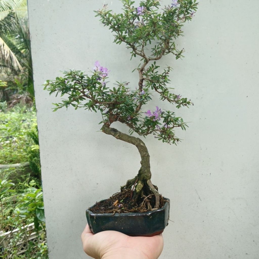 Cây linh sam hoa tím mini bonsai để bàn