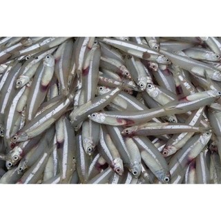 1kg CÁ CƠM trắng khô loại to ngon, giàu dinh dưỡng