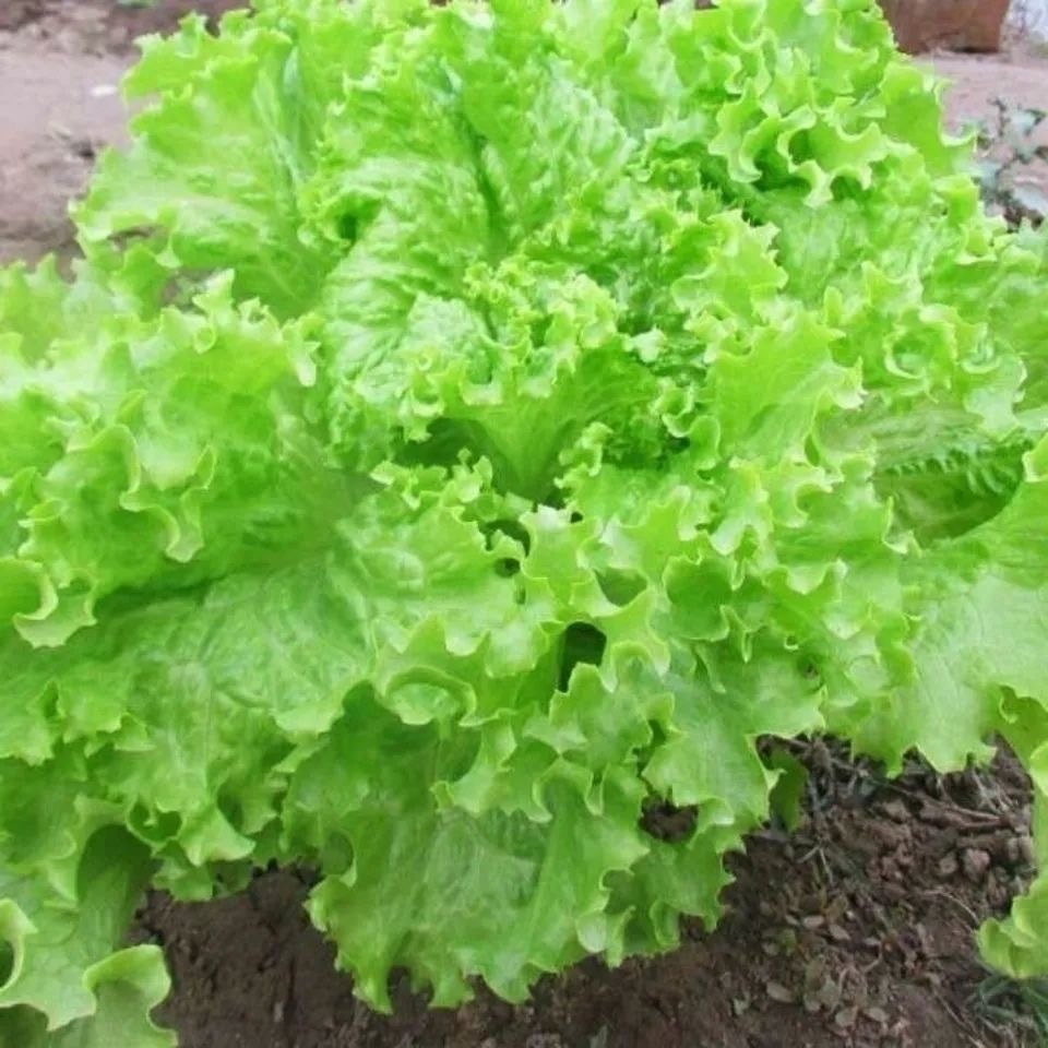 Hạt Giống Xà Lách -Lettuce Seeds-800viên